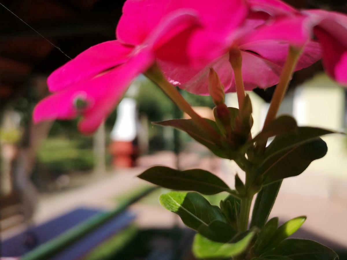 Apartman Kaszas Garden Mosonmagyarovar Luaran gambar